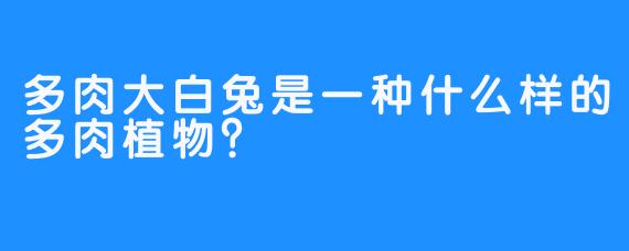 多肉大白兔是一种什么样的多肉植物？